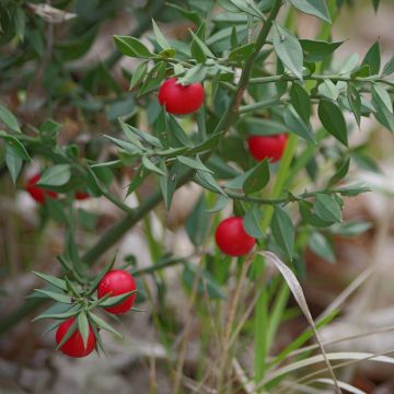 Ruscus aculeatus - Fragon petit houx 