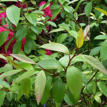 Salix moupinensis - Saule chinois arbustif