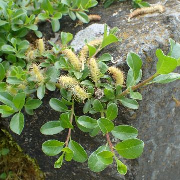 Salix (x) simulatrix - Saule nain
