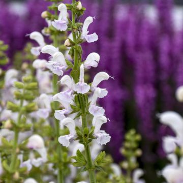 Salvia pratensis Swan Lake - Sauge des près