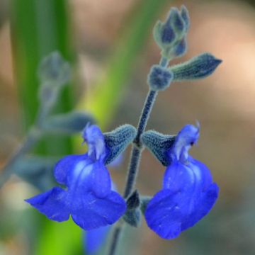 Sauge germandrée - Salvia chamaedryoides var. isochroma