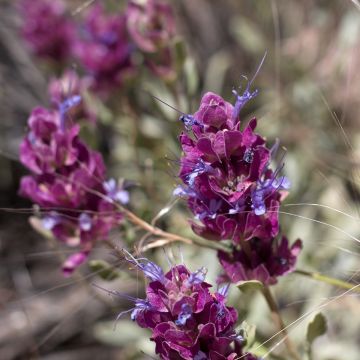 Sauge sclarée - Salvia sclarea Vatican White