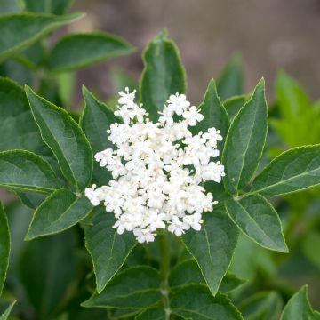 Sureau noir - Sambucus nigra