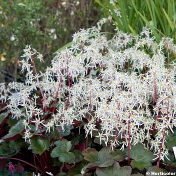 Saxifraga fortunei Rubrifolia - Saxifrage à feuilles noires