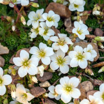 Saxifraga cortusifolia Cheap Confections - Saxifrage.