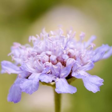 Scabiosa canescens ou suaveolens - Scabieuse odorante