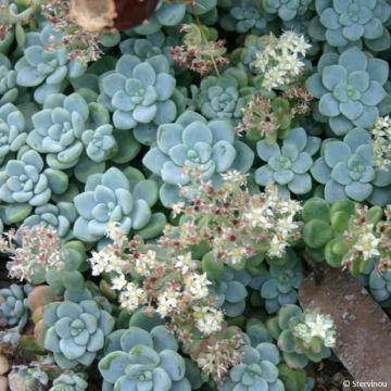 Sedum reflexum Angelina - Orpin réfléchi