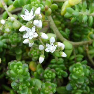 Sedum divergens - Orpin étalé ou divergent