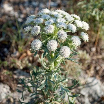 Ferula communis, Férule