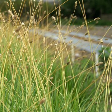 Sesleria nitida - Seslérie