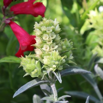 Sideritis scardica - Thé des bergers du Mont Olympe 