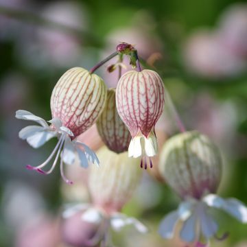 Silene regia - Silène royal