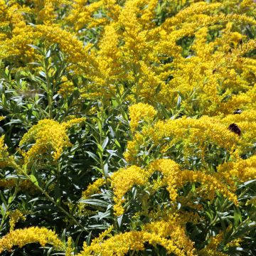 Solidago caesia - Verge d'or bleuâtre