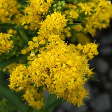 Solidago cutleri - Verge d'or