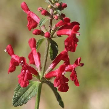 Stachys officinalis Alba - Bétoine officinale