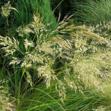 Stipa splendens - Achnaterum