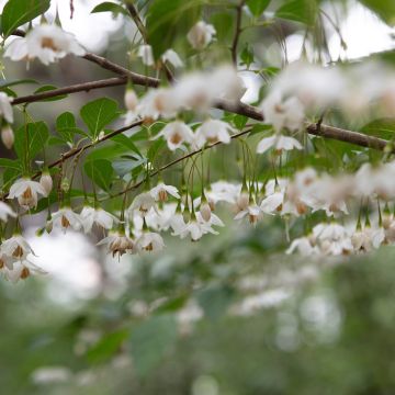 Styrax japonica Fragrant Fountain