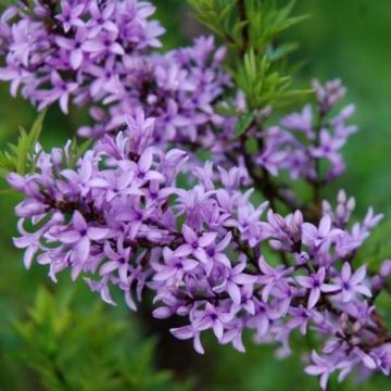 Lilas afghan - Syringa afghanica