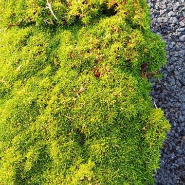 Sagina subulata Pine Green - Plante carpette