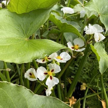 Sagittaire à fleurs doubles - Sagittaria sagittifolia Flore Pleno