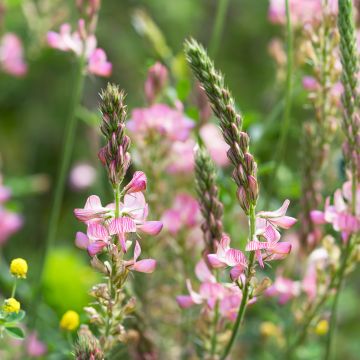 Sainfoin AB - Ferme de Ste Marthe