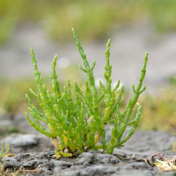 Salicorne d'Europe, Cornichon de mer - Salicornia europaea