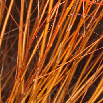 Saule pleureur - Salix alba Tristis