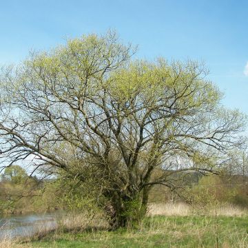 Salix alba - Saule blanc, argenté