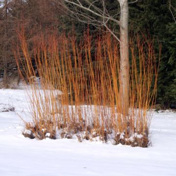 Salix alba Chermesina - Saule blanc - Osier rouge