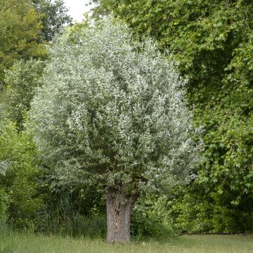 Salix alba Liempde - Saule blanc, argenté