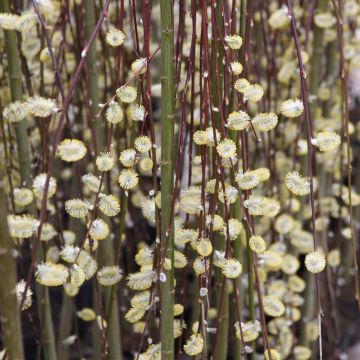 Salix caprea Kilmarnock - Saule marsault pleureur.