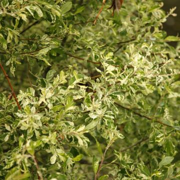 Salix cinerea Tricolor - Saule cendré