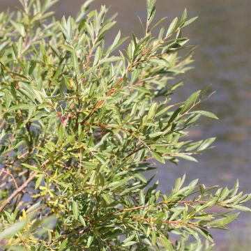 Salix exigua - Saule des coyotes