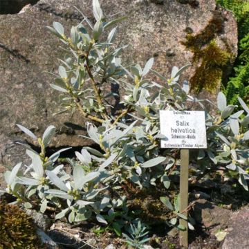 Salix helvetica - Saule de Suisse