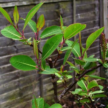 Saule magnifique - Salix magnifica