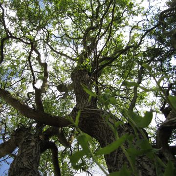 Saule de Pékin tortueux - Salix matsudana (babylonica) Tortuosa