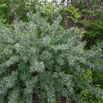 Salix purpurea Nana - Saule rouge