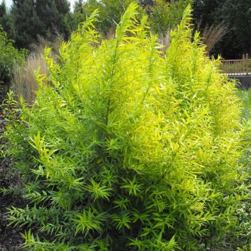 Saule doré -  Salix sachalinensis Golden Sunshine