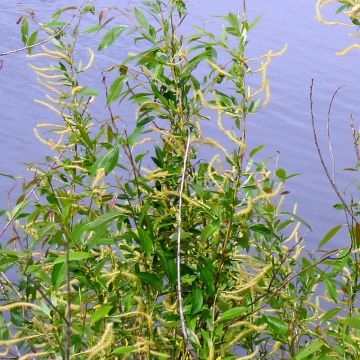 Salix triandra - Osier brun