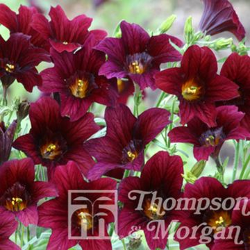 Graines de Salpiglossis Black Trumpets