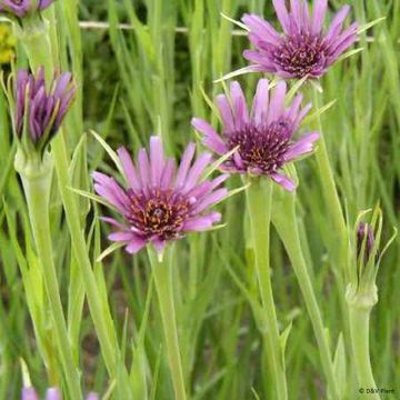 Salsifis cultivé - Tragopogon porrifolius