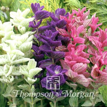 Salvia Horminum Claryssa Mixed 