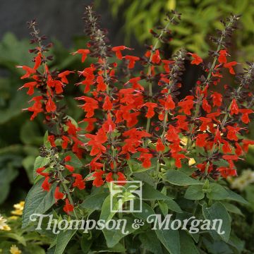 Graines de Salvia coccinea Summer Jewel Red - Sauge du Texas rouge écarlate