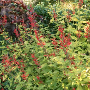 Salvia elegans Golden Delicious - Sauge ananas dorée