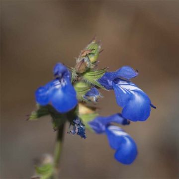 Sauge - Salvia forreri