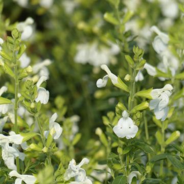 Sauge arbustive - Salvia greggii Alba