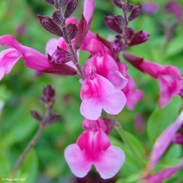 Sauge arbustive rose pâle et rose vif - Salvia greggii Icing Sugar 