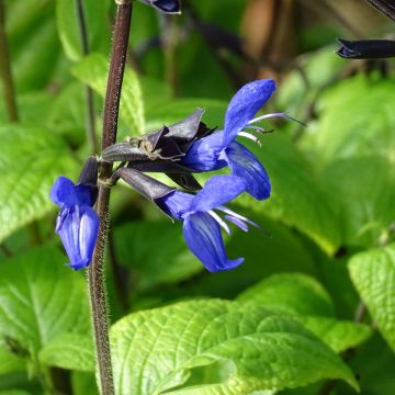 Sauge arbustive - Salvia guaranitica Black and Blue