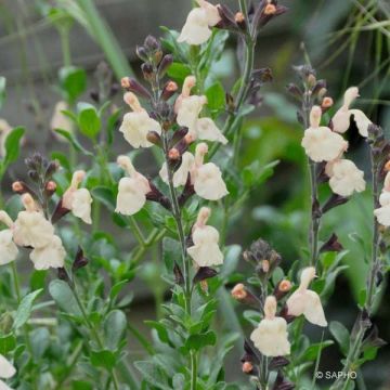 Sauge, Salvia jamensis Melen