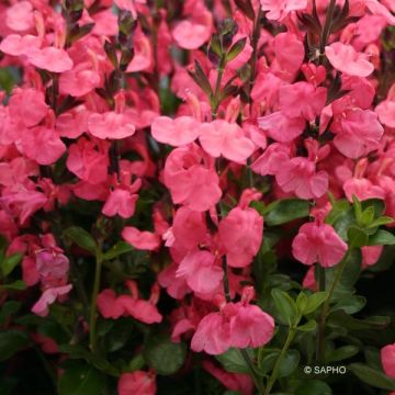 Sauge arbustive Pluenn - Salvia jamensis